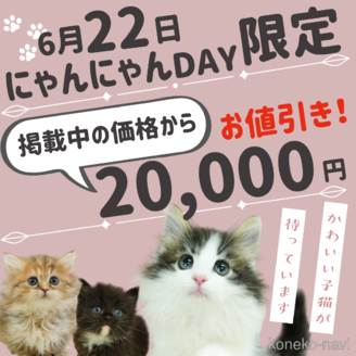 販売中の千葉県のノルウェージャンフォレストキャット-119426の15枚目